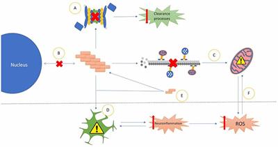 Prionoid Proteins in the Pathogenesis of Neurodegenerative Diseases